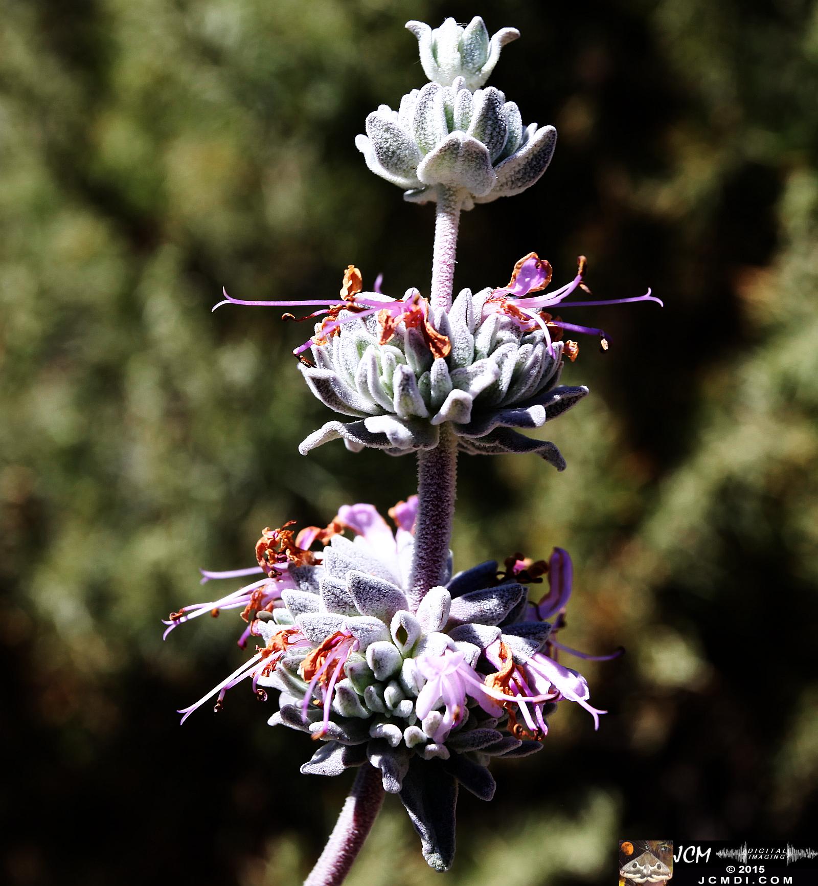 Whitney Canyon Hike sage flowers